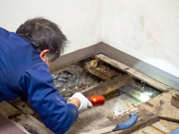 Best Kitchen Mold Remediation in Miamitown, OH
