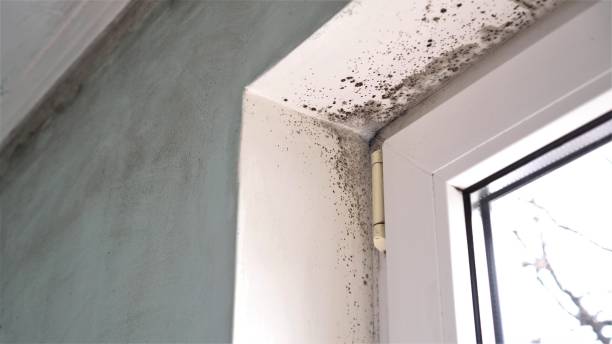 Best HVAC Mold Remediation in Miamitown, OH